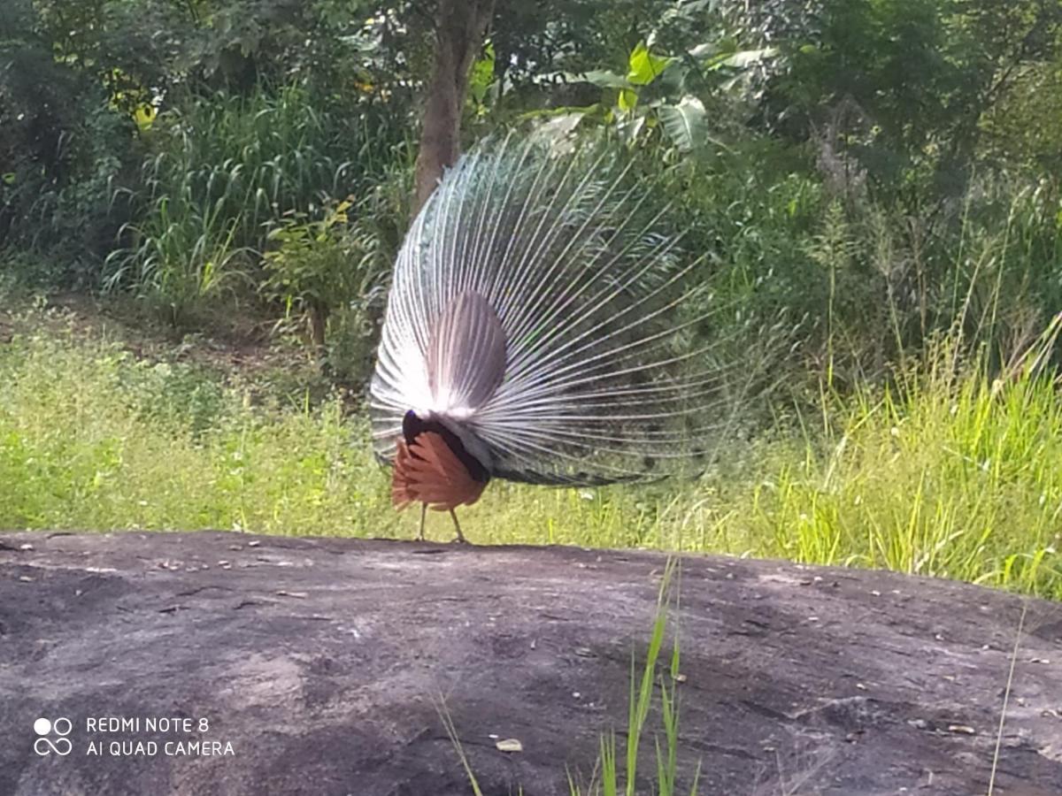 Gayani Sigiri View Home Stay Sigiriya Exterior foto