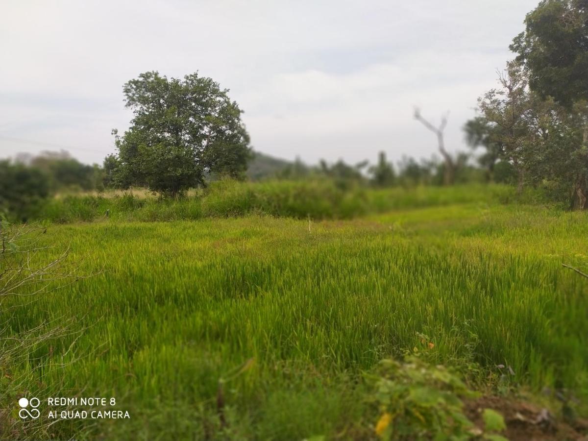 Gayani Sigiri View Home Stay Sigiriya Exterior foto